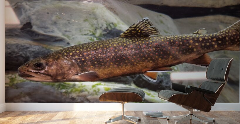 Brook Trout Wall Murals