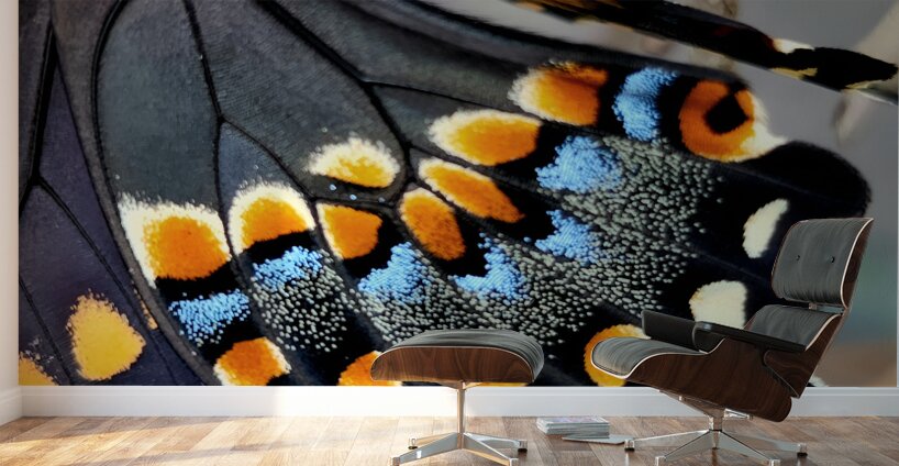 Black Swallowtail Closeup Wall Murals