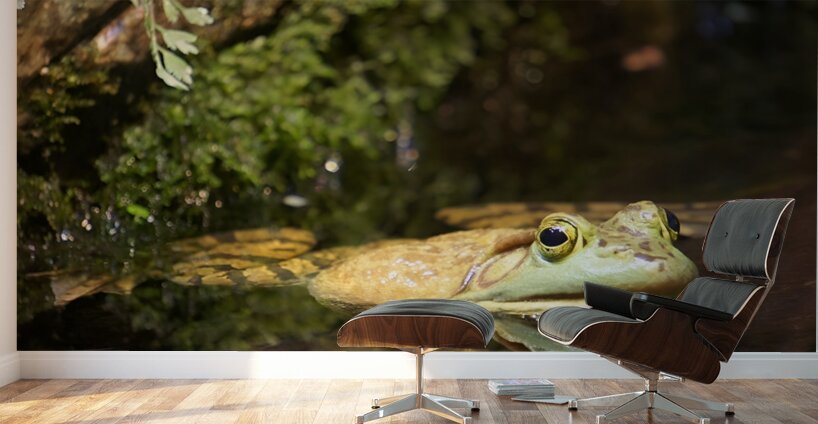 Bull Frog Wall Murals