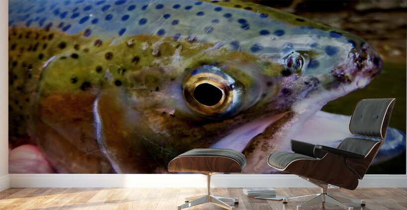 Steelhead Closeup Wall Murals