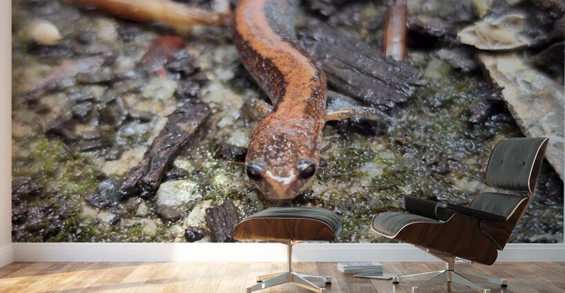 Redback Salamander Wall Murals