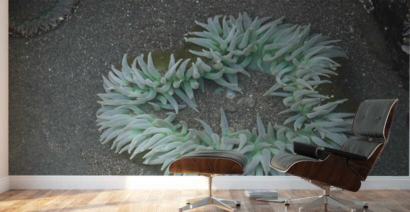 Sea Anemone Wall Murals