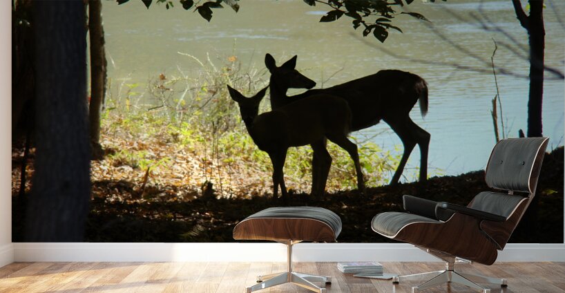 Lake Deer Wall Murals