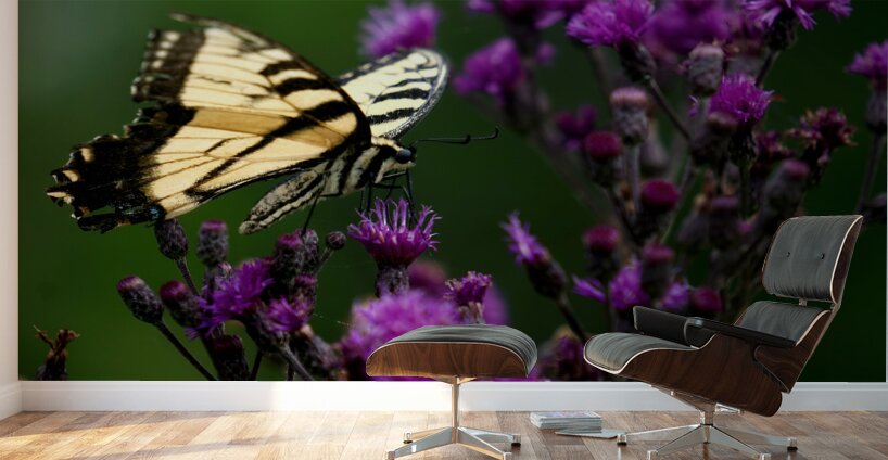 Swallowtail On Ironweed Wall Murals
