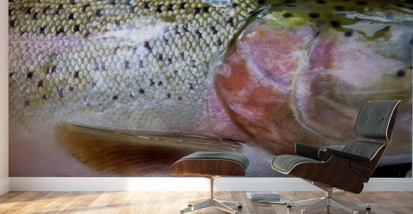 Trout Operculum Wall Murals