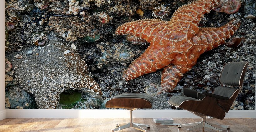 Tidal Pool 1 Wall Murals