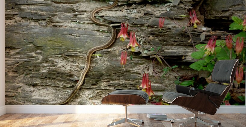 Beauty And Beast Wall Murals