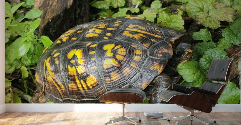 Box Turtle Wall Murals