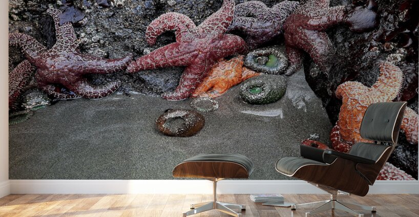 Tidal Pool 4 Wall Murals