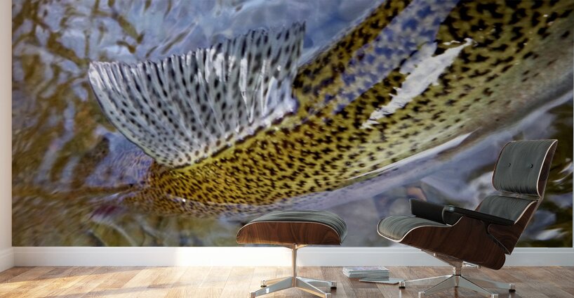 Trout Dorsal Fin Wall Murals