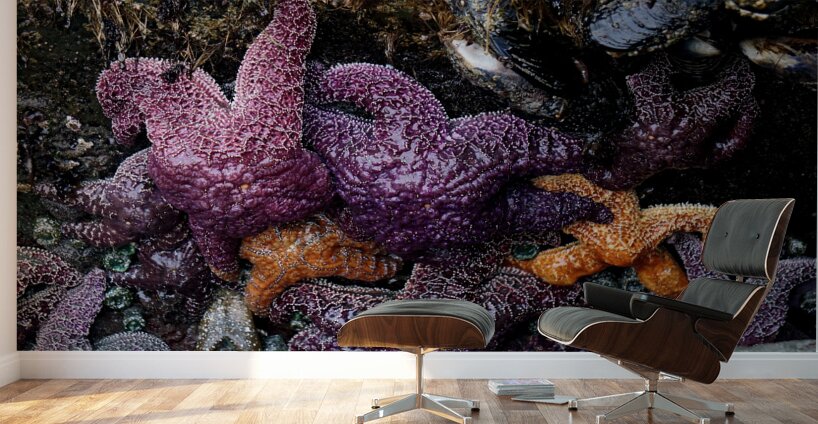 Tidal Pool 7 Wall Murals