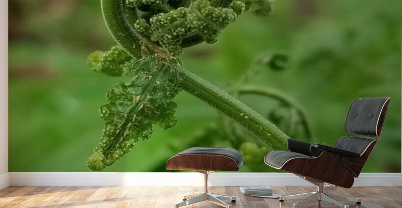 Fiddlehead 1 Wall Murals