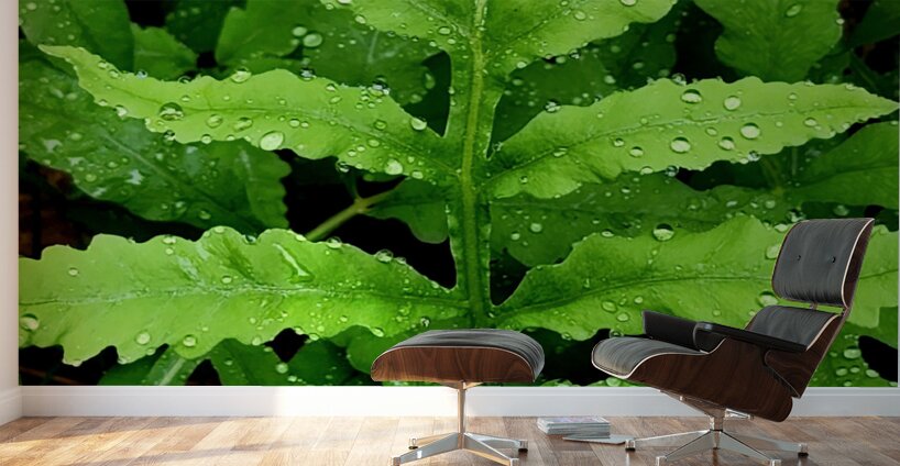 Sensitive Fern Wall Murals
