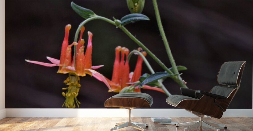 Columbine Wall Murals