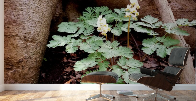 Dutchmans Breeches Wall Murals