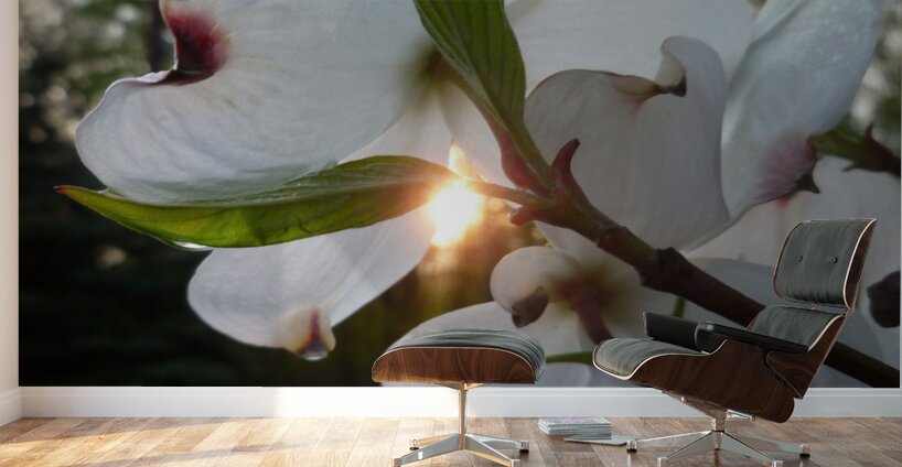 White Dogwood At Sunset Wall Murals
