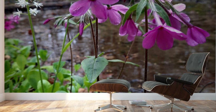 Creeping Phlox Streamside Wall Murals