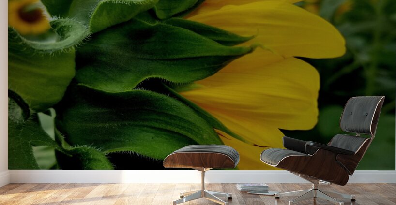 Sunflower Portrait Wall Murals