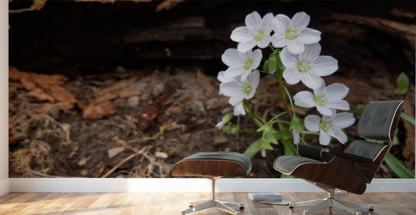 Spring Beauties Wall Murals