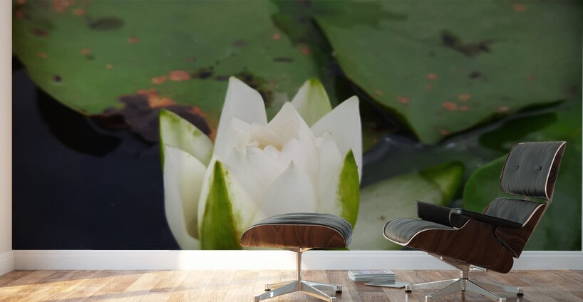 Water Lily Wall Murals