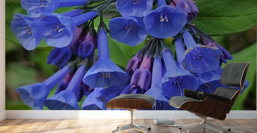 Virginia Bluebells Wall Murals