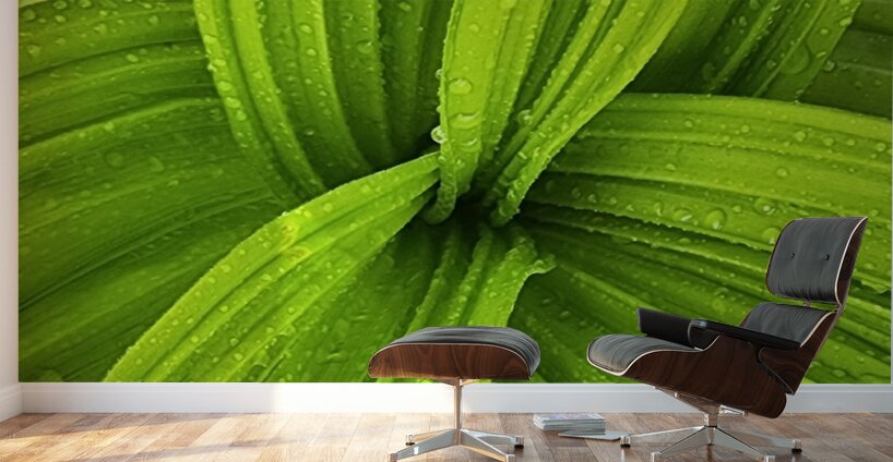 False Hellebore Wall Murals