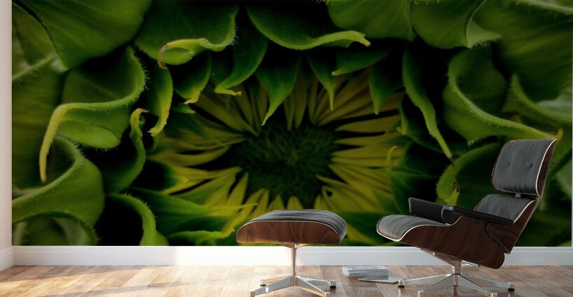 Sunflower Bud Wall Murals