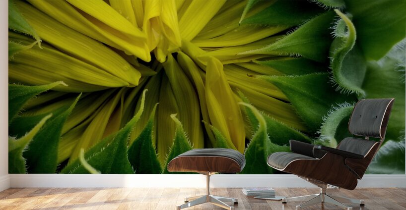 Sunflower Bud Wall Murals