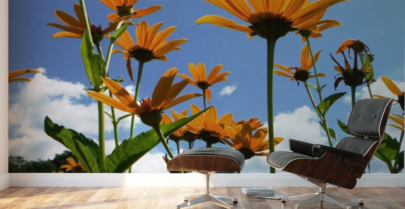 Helianthus Wall Murals
