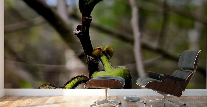 Paw Paw Flower Wall Murals