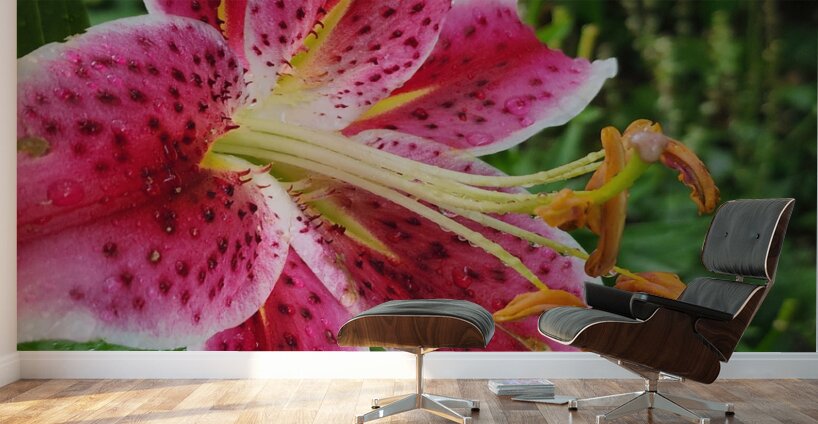 Stargazer Lily Wall Murals