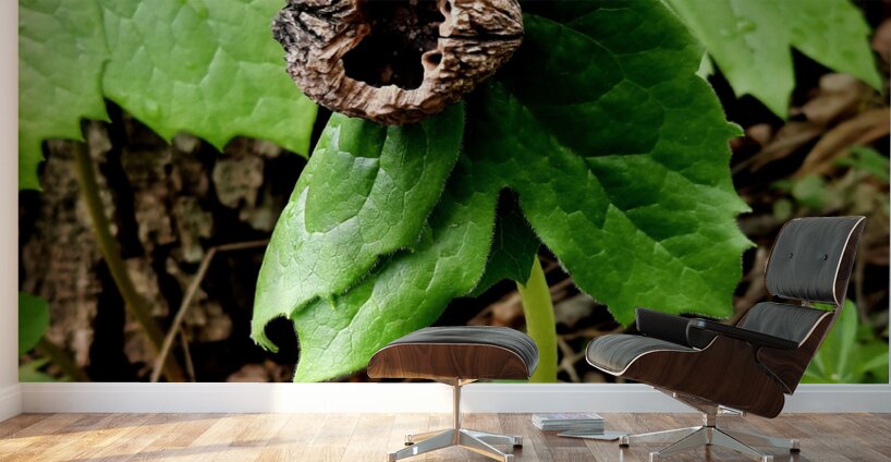 Walnut Head Wall Murals