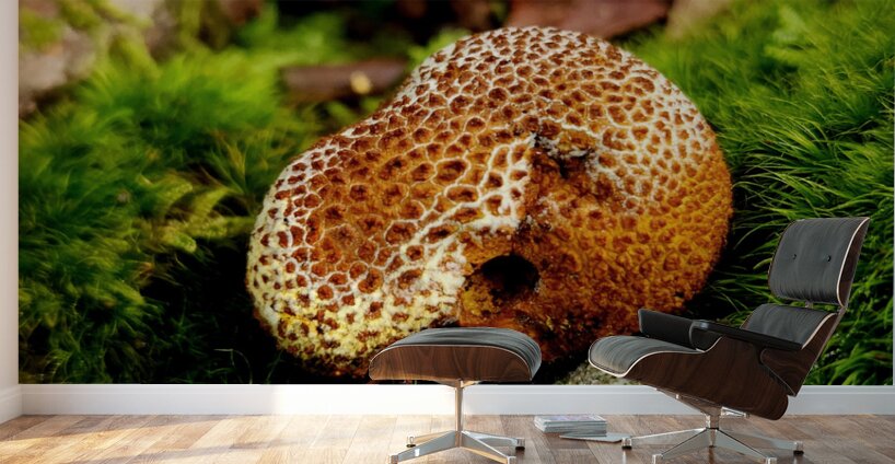 Snoring Fungus Wall Murals