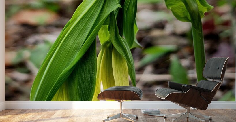 Uvalaria Wall Murals