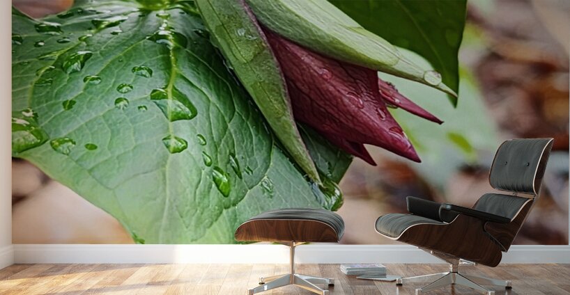 Red Trillium Bud Wall Murals