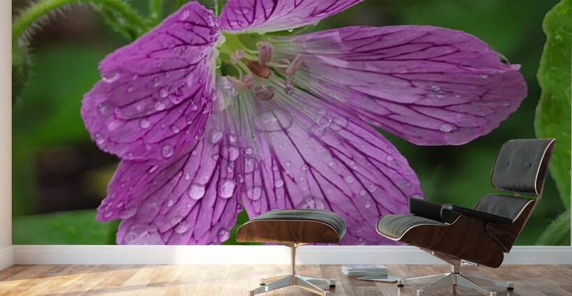 Wild Geranium Wall Murals