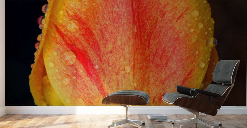 Stunning Tulip Wall Murals