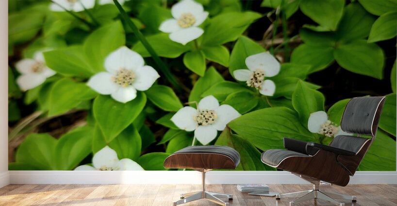 Bunchberry Wall Murals