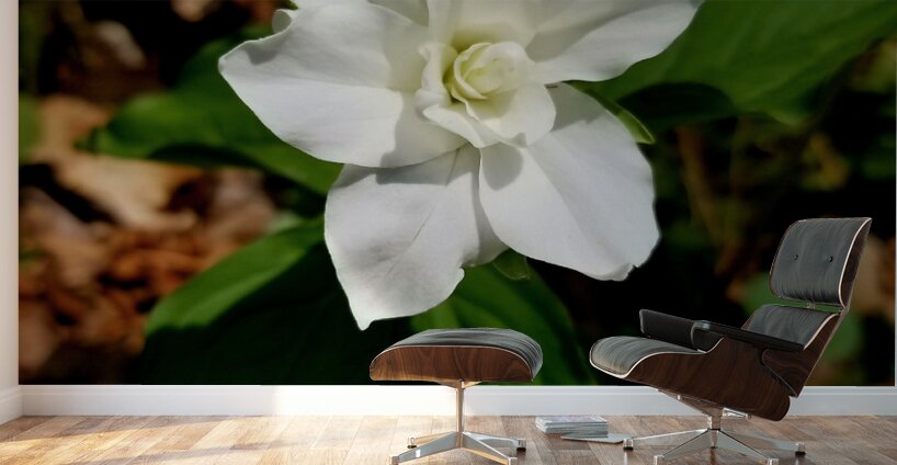 Double White Trillium Wall Murals