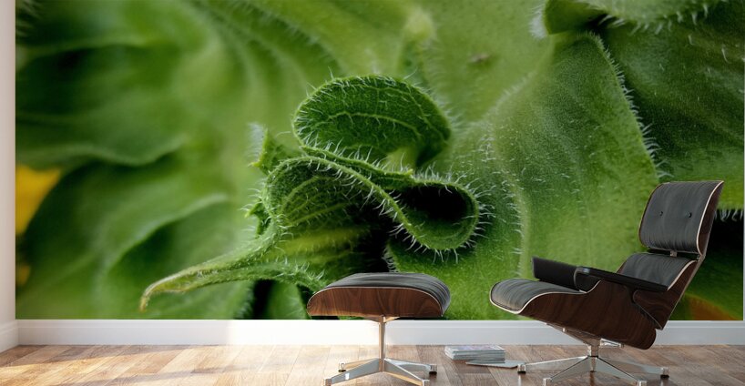 Sunflower Sepals Wall Murals
