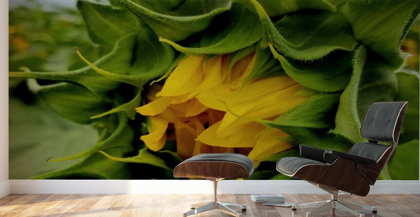 Sunflower Beak Wall Murals