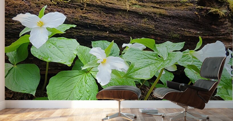 White Trillium Line Wall Murals
