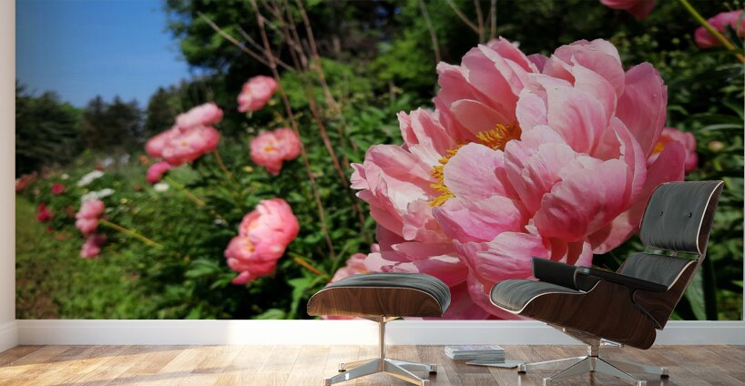 Salmon Peony Row Wall Murals