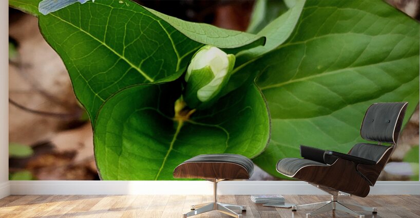 White Trillium Bud 2 Wall Murals