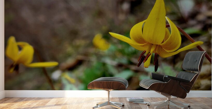 Trout Lilies Wall Murals