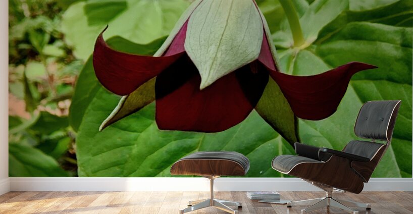 Red Trillium Nodding Wall Murals