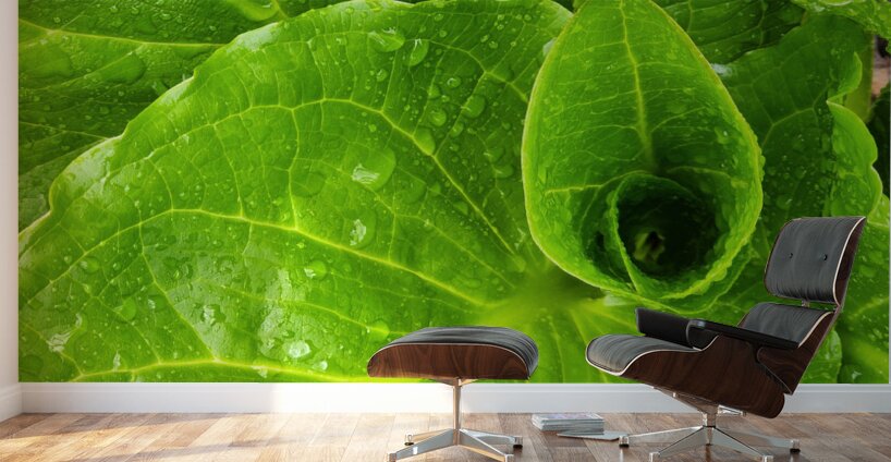 Skunk Cabbage Wall Murals