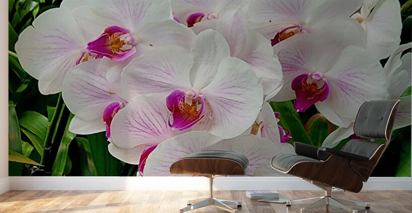 Orchid Cluster Wall Murals