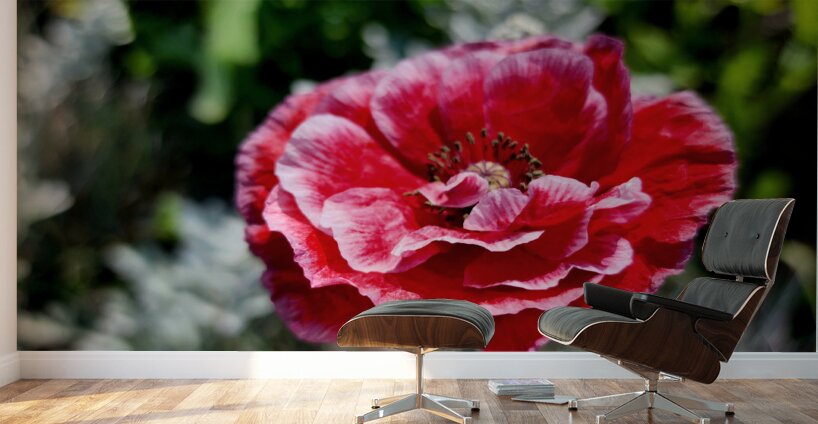 Variegated Poppy Wall Murals