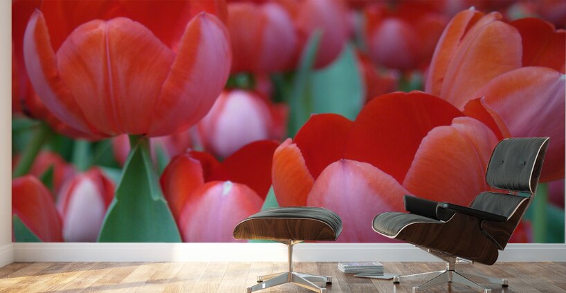 Red Tulips Wall Murals